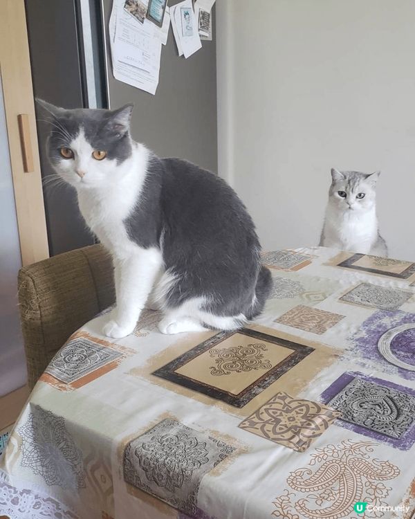 ·相片是英短🐱父母及仔仔,黑白色的是🐱爸，淺灰白色女🐱是Mo...