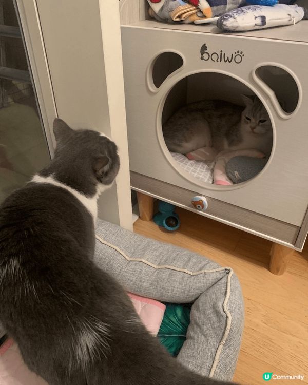 ·相片是英短🐱父母及仔仔,黑白色的是🐱爸，淺灰白色女🐱是Mo...