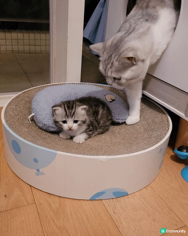 ·相片是英短🐱父母及仔仔,黑白色的是🐱爸，淺灰白色女🐱是Mo...