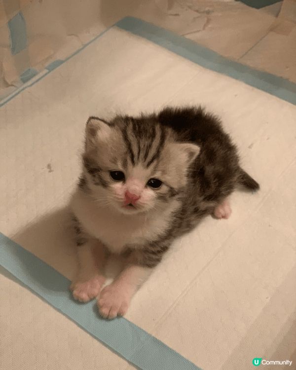 ·相片是英短🐱父母及仔仔,黑白色的是🐱爸，淺灰白色女🐱是Mo...