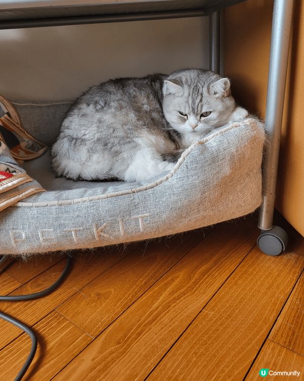 ·相片是英短🐱父母及仔仔,黑白色的是🐱爸，淺灰白色女🐱是Mo...