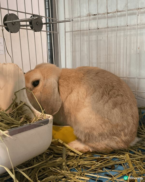  🐰  謝斐道兔仔天堂！銅鑼灣飯後必去～^_^