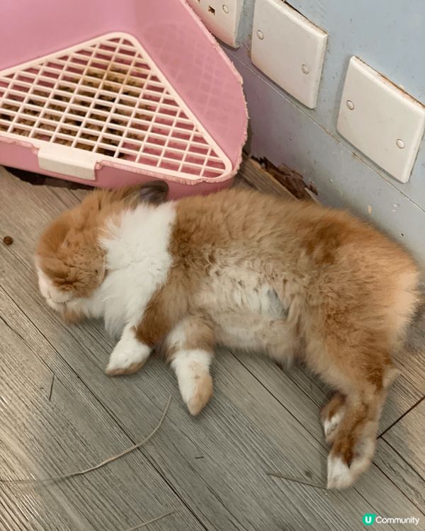  🐰  謝斐道兔仔天堂！銅鑼灣飯後必去～^_^