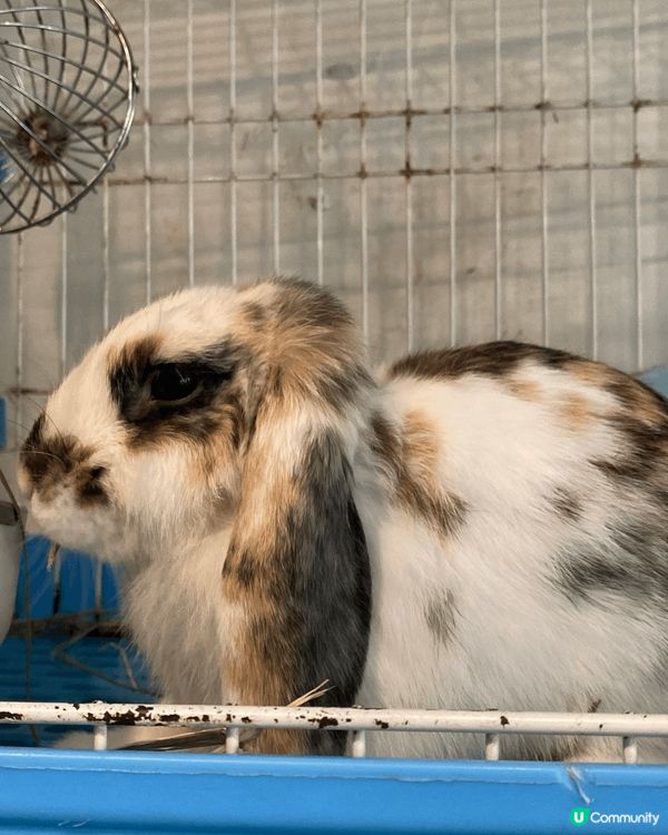  🐰  謝斐道兔仔天堂！銅鑼灣飯後必去～^_^