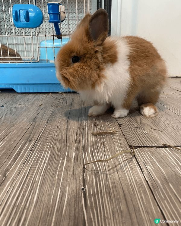  🐰  謝斐道兔仔天堂！銅鑼灣飯後必去～^_^