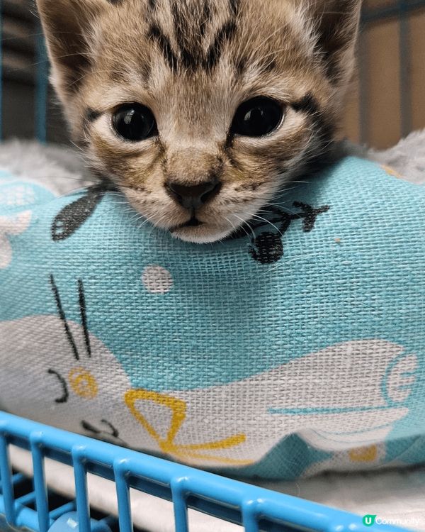 小朋友大得好快呀^^