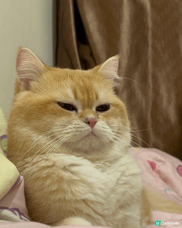 糖糖(金漸層)在床上睡覺的照片、糖糖(金漸層)在玩玩具的時候...