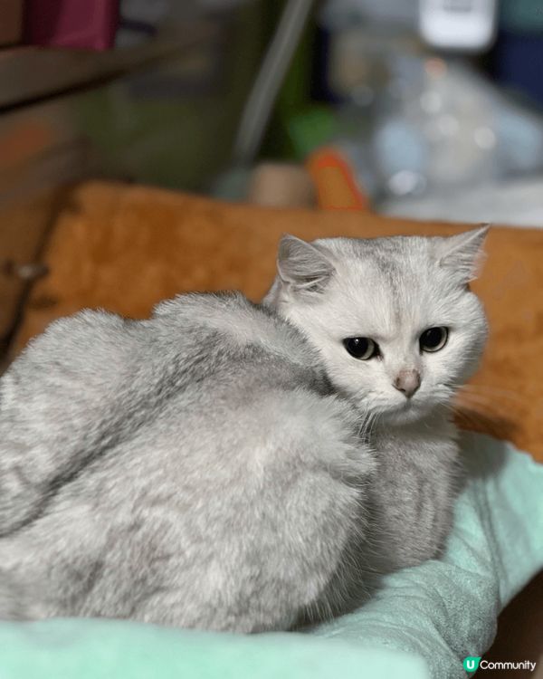 糖糖(金漸層)在床上睡覺的照片、糖糖(金漸層)在玩玩具的時候...