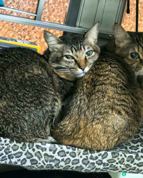 我家寶貝香夢香菲兩姊妹，中意同步表情，雙雙對對形影不離。