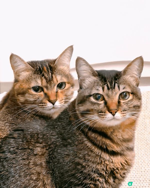 我家寶貝香夢香菲兩姊妹，中意同步表情，雙雙對對形影不離。