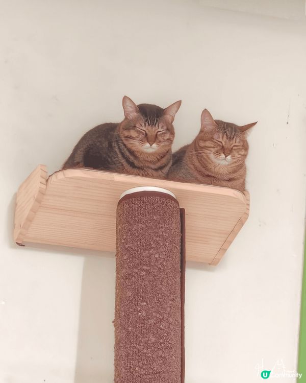 我家寶貝香夢香菲兩姊妹，中意同步表情，雙雙對對形影不離。