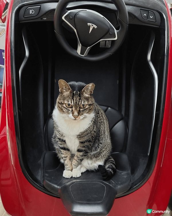 第一張係喺我姪女的玩具電動車上佢好鍾意坐喺呢架車度。第二張喺...