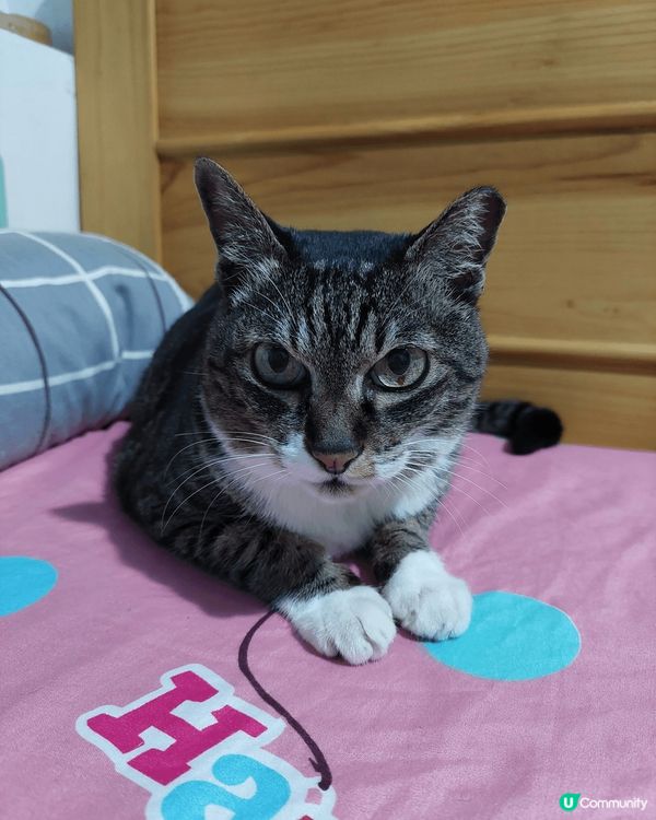 第一張係喺我姪女的玩具電動車上佢好鍾意坐喺呢架車度。第二張喺...