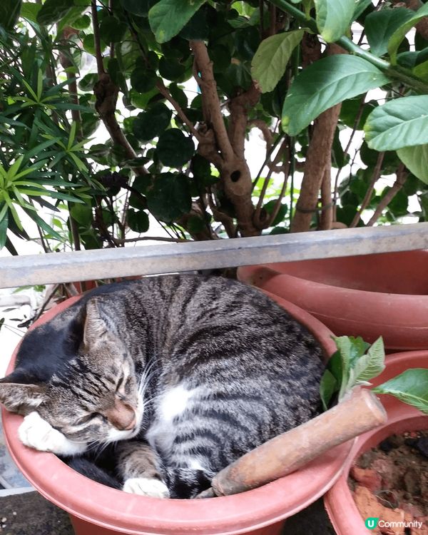 第一張係喺我姪女的玩具電動車上佢好鍾意坐喺呢架車度。第二張喺...