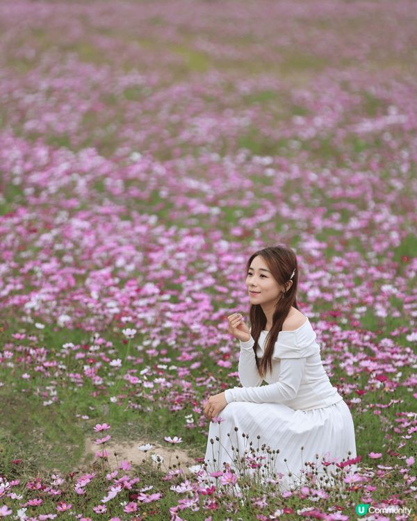 除咗春天的來臨，格桑花盛開，香港深圳廣東省都有得打卡，愛花的...