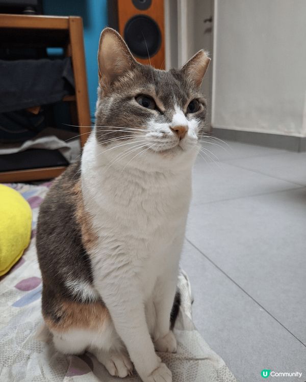 我要學習佢，多睡覺，多吃飯，多曬太陽，只在乎那些愛我的人。