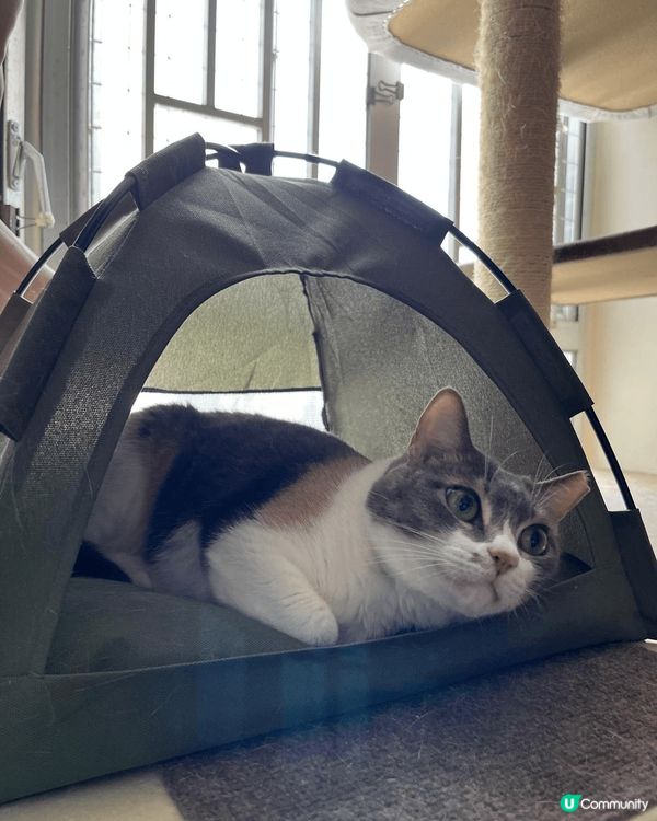 我要學習佢，多睡覺，多吃飯，多曬太陽，只在乎那些愛我的人。