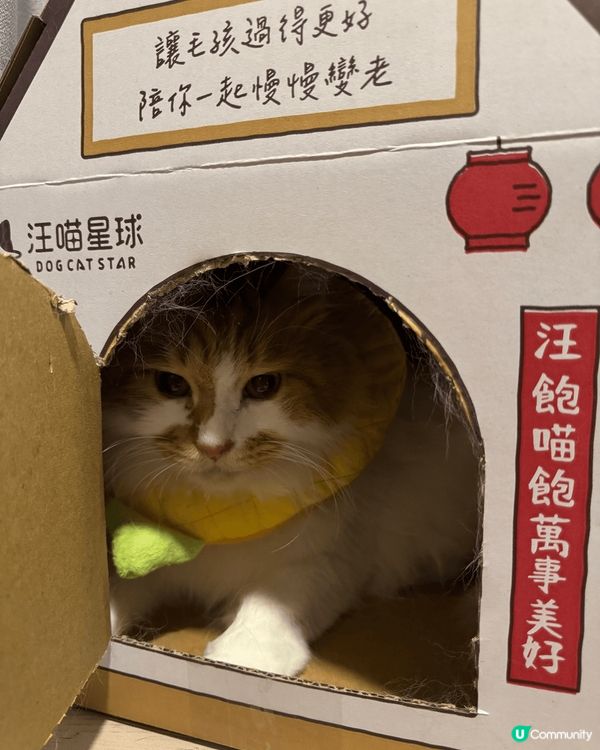 Ballobao and Charlie Bao 玩緊新玩具...