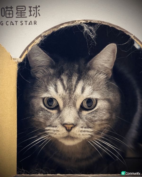 Ballobao and Charlie Bao 玩緊新玩具...