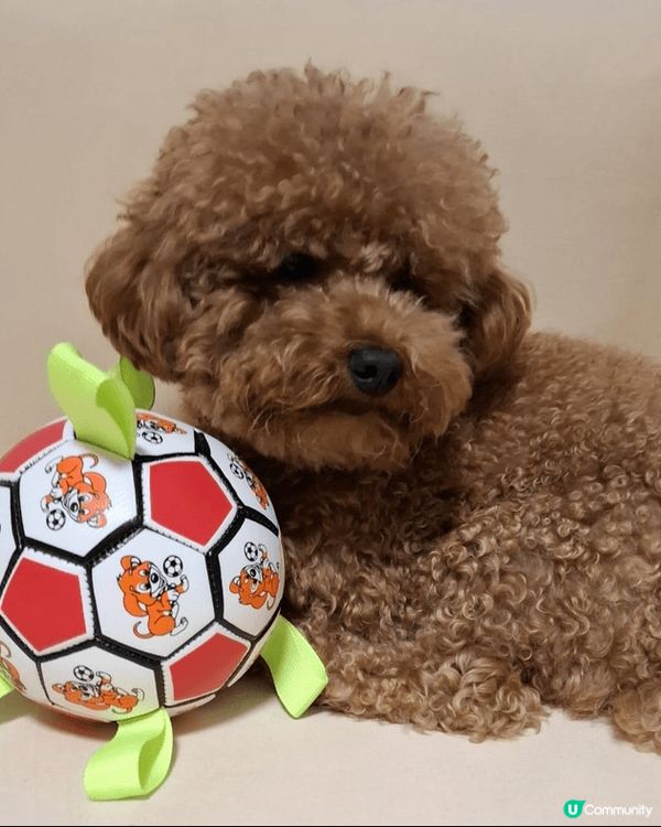 5貓1狗是我的爱寵，它們相處融洽，有時相親相爱，有時打架玩樂...