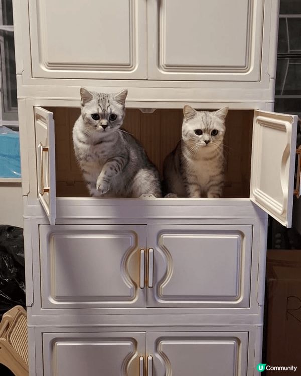 5貓1狗是我的爱寵，它們相處融洽，有時相親相爱，有時打架玩樂...