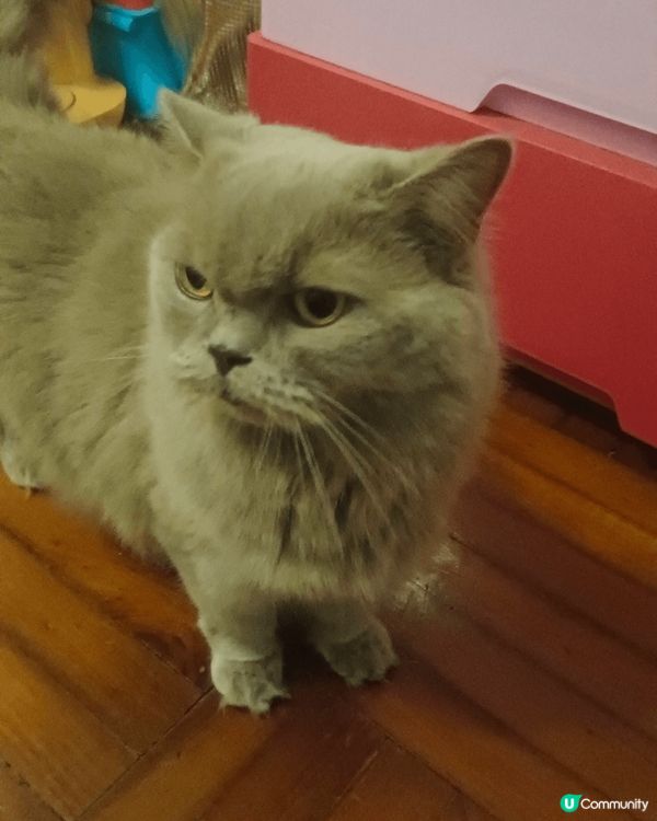 5貓1狗是我的爱寵，它們相處融洽，有時相親相爱，有時打架玩樂...