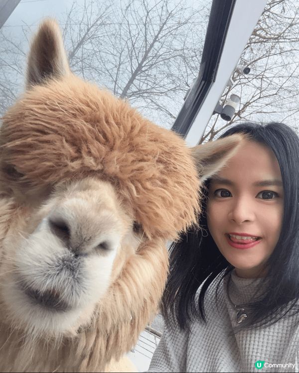 剛剛帶小朋友到台北短途遊!這裡是著名的野柳英女皇頭和宜蘭阿嬤...