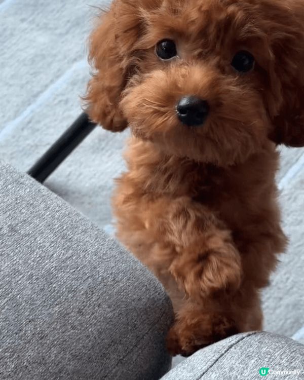 Kuby 嘅貴賓犬已經一歲啦，活潑得不得了！佢就好似個小搗蛋...