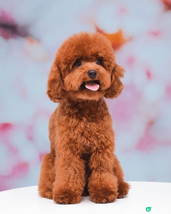 Kuby 嘅貴賓犬已經一歲啦，活潑得不得了！佢就好似個小搗蛋...