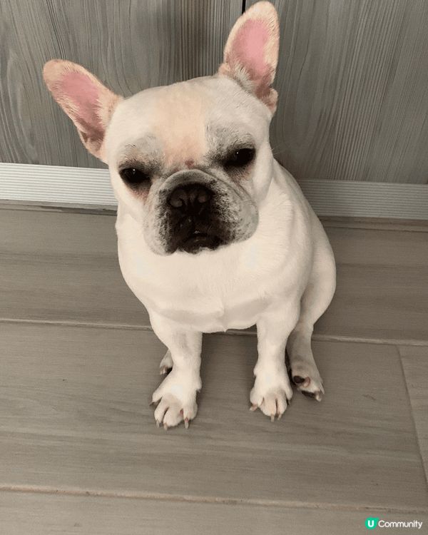 最近領養左3隻狗狗，其中兩隻係法鬥（一男一女），一隻係2歲，...