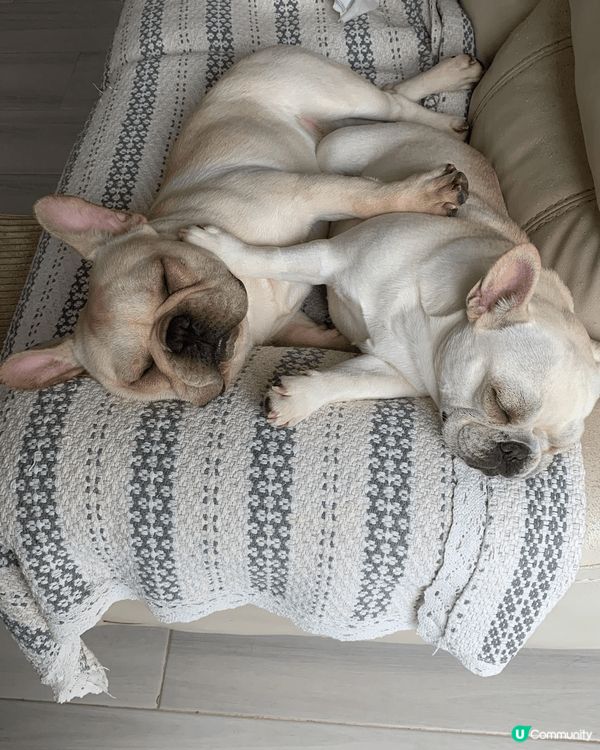 最近領養左3隻狗狗，其中兩隻係法鬥（一男一女），一隻係2歲，...