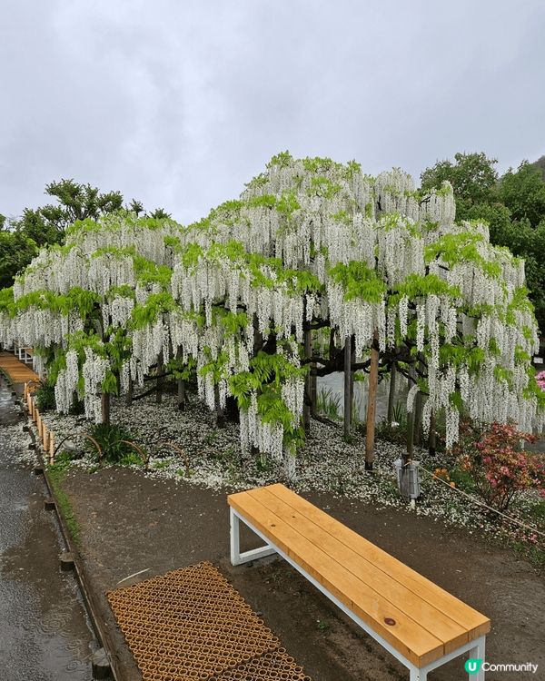 東京嘅祝利紫藤花非常之靚五月係當做嘅時期好值得去影相打卡一流...