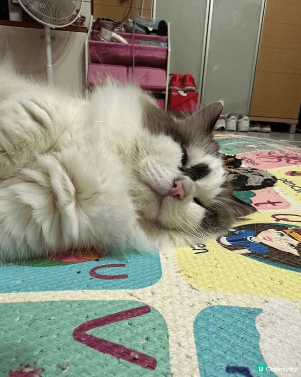 我家男孩希大爺，今年四歲了！他的面上有獨有的記號，一定不會走...