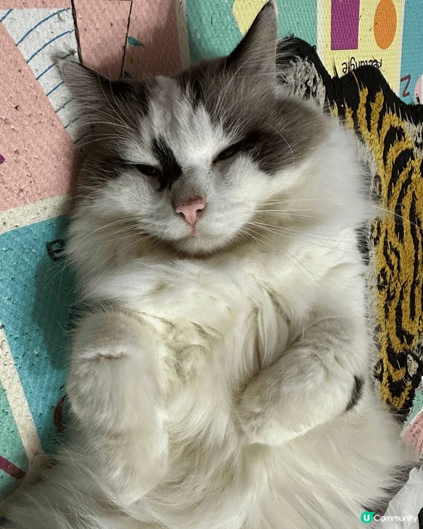 我家男孩希大爺，今年四歲了！他的面上有獨有的記號，一定不會走...