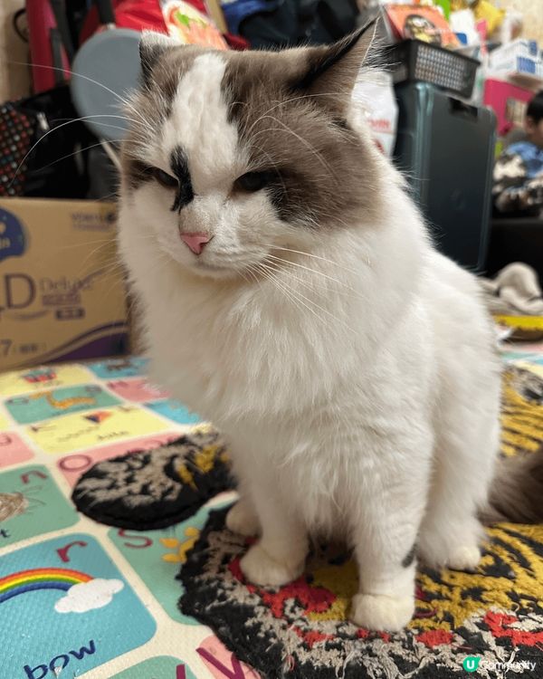 我家男孩希大爺，今年四歲了！他的面上有獨有的記號，一定不會走...