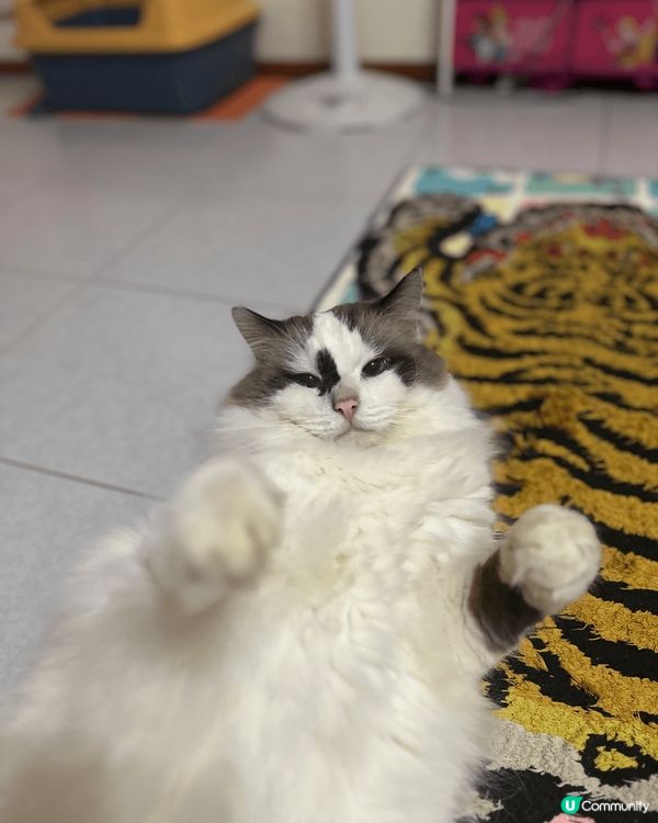 我家男孩希大爺，今年四歲了！他的面上有獨有的記號，一定不會走...