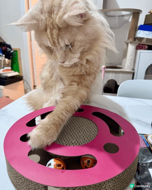 呢個係我隻貓貓叫番薯呀