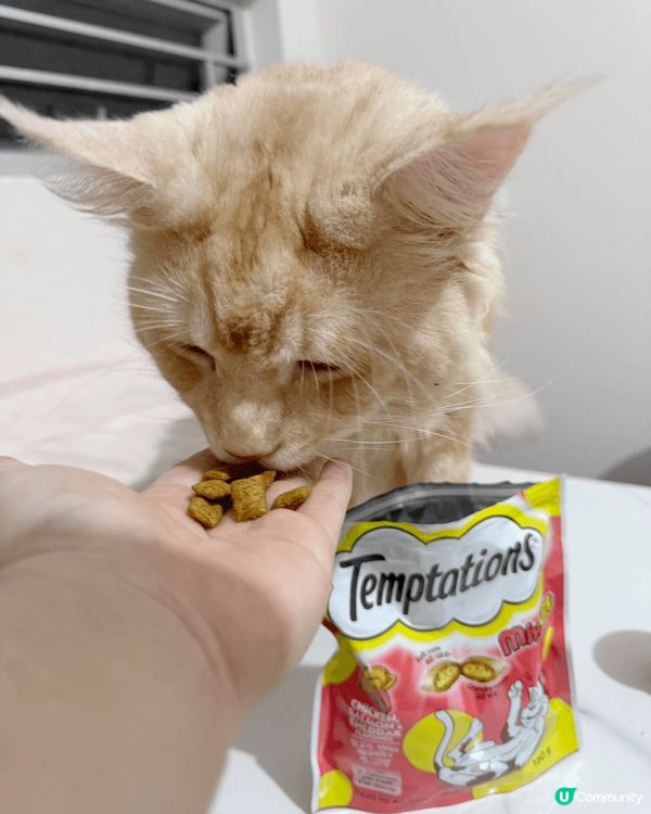 呢個係我隻貓貓叫番薯呀