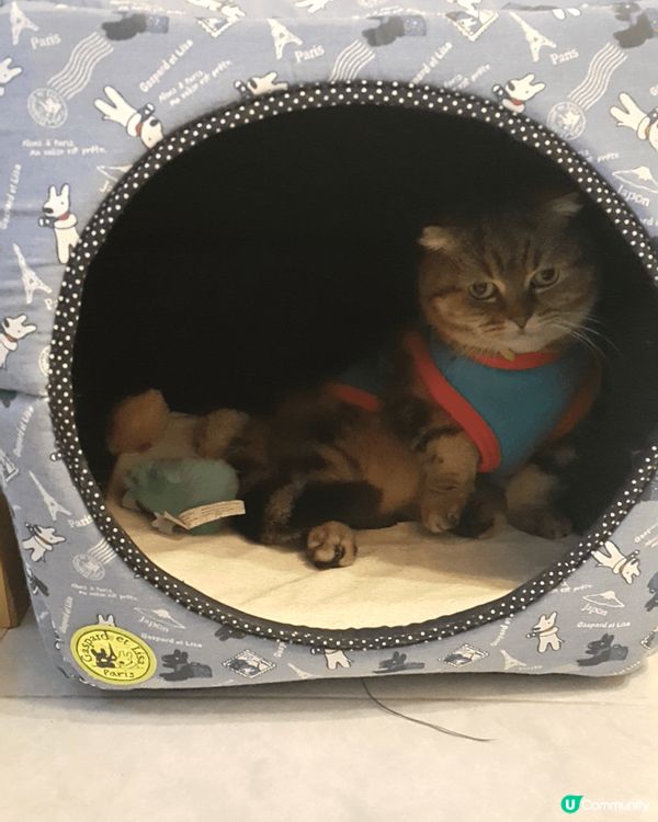 肥嘟嘟！手仔短短！最鍾意反轉個肚！又鍾意走落落個盒到！