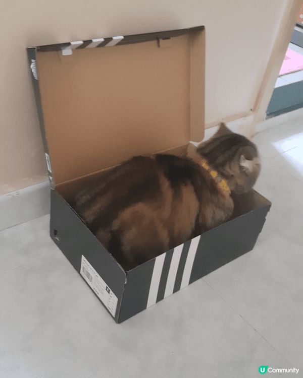 肥嘟嘟！手仔短短！最鍾意反轉個肚！又鍾意走落落個盒到！