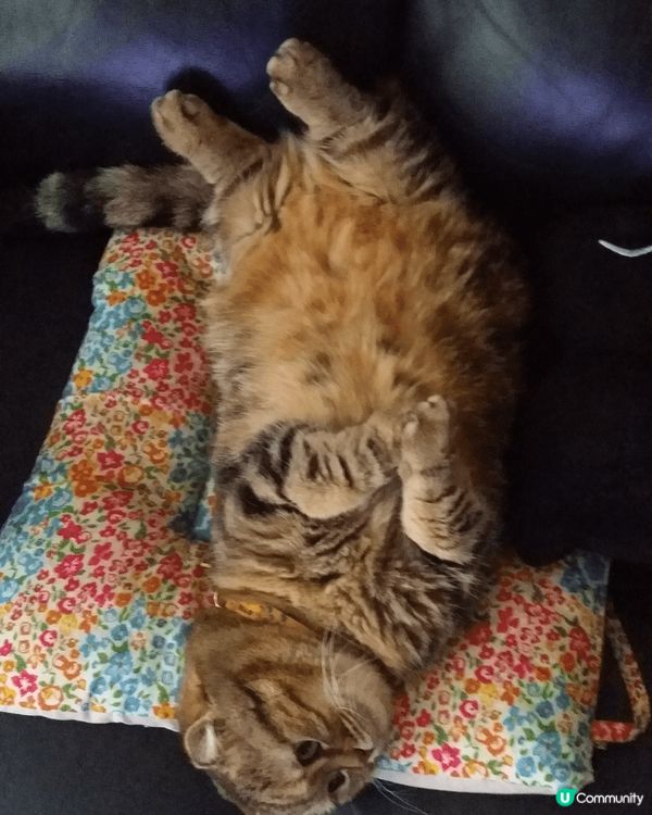 肥嘟嘟！手仔短短！最鍾意反轉個肚！又鍾意走落落個盒到！