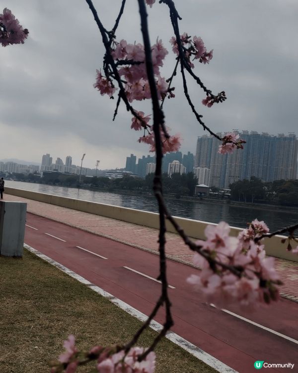 踏入春季，石門安景公園的櫻花盛開，有吉野香水櫻和洲府枝垂櫻；...