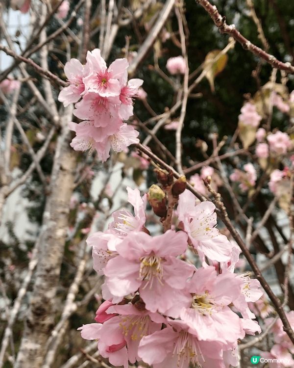 踏入春季，石門安景公園的櫻花盛開，有吉野香水櫻和洲府枝垂櫻；...