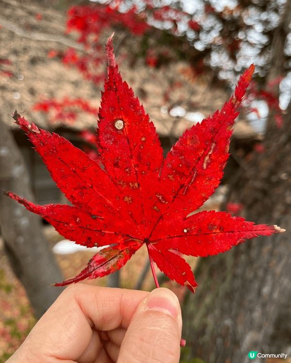 秋冬天去白川鄉景色美麗，隨處可見小紅葉，景色美麗，餐點多選擇...