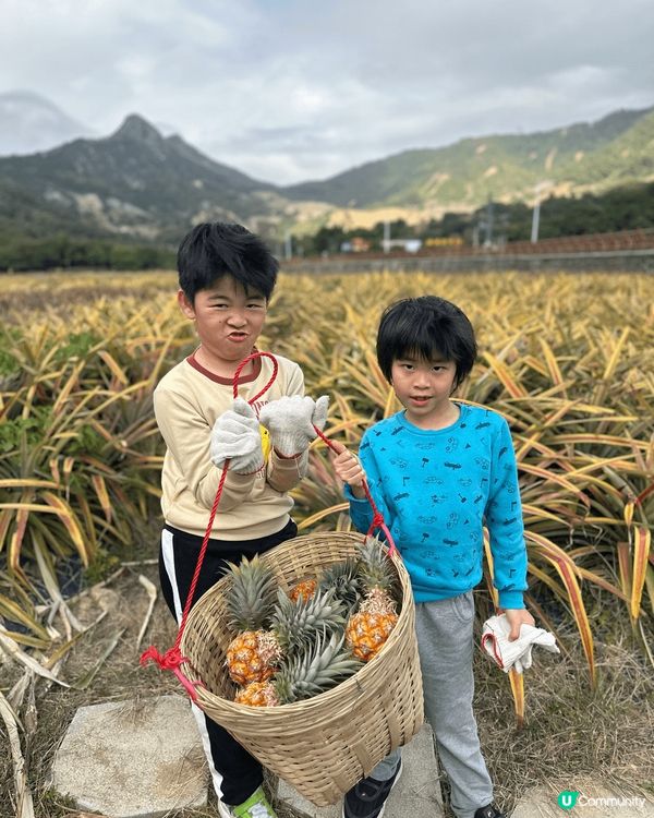 中山神灣。於菠蘿園自摘菠蘿。菠蘿有好多唔同品種。糖心嘅菠蘿好...