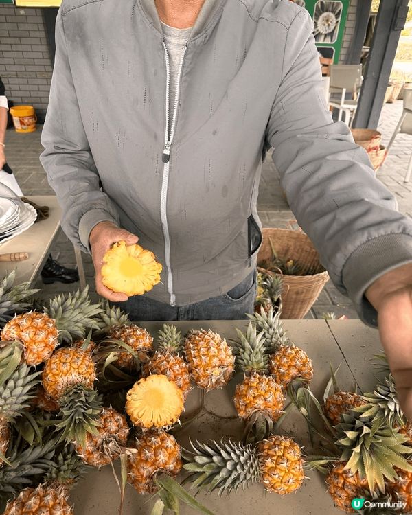 中山神灣。於菠蘿園自摘菠蘿。菠蘿有好多唔同品種。糖心嘅菠蘿好...