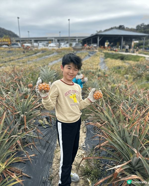 中山神灣。於菠蘿園自摘菠蘿。菠蘿有好多唔同品種。糖心嘅菠蘿好...