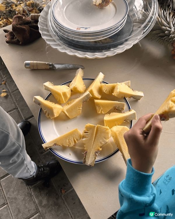 中山神灣。於菠蘿園自摘菠蘿。菠蘿有好多唔同品種。糖心嘅菠蘿好...