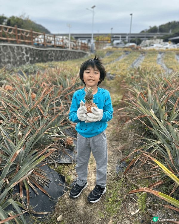 中山神灣。於菠蘿園自摘菠蘿。菠蘿有好多唔同品種。糖心嘅菠蘿好...