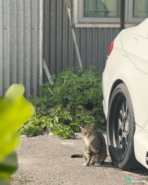 春季打卡好去處 - 錦田